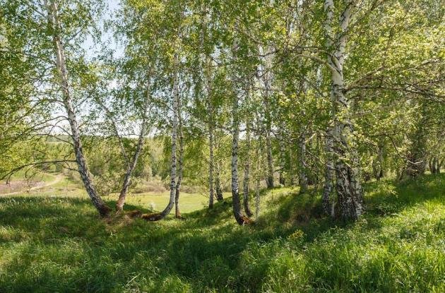 4 Simple Ways to Calm Your Mind When Life Feels Overwhelming 1 Step Into Nature (Even Briefly)