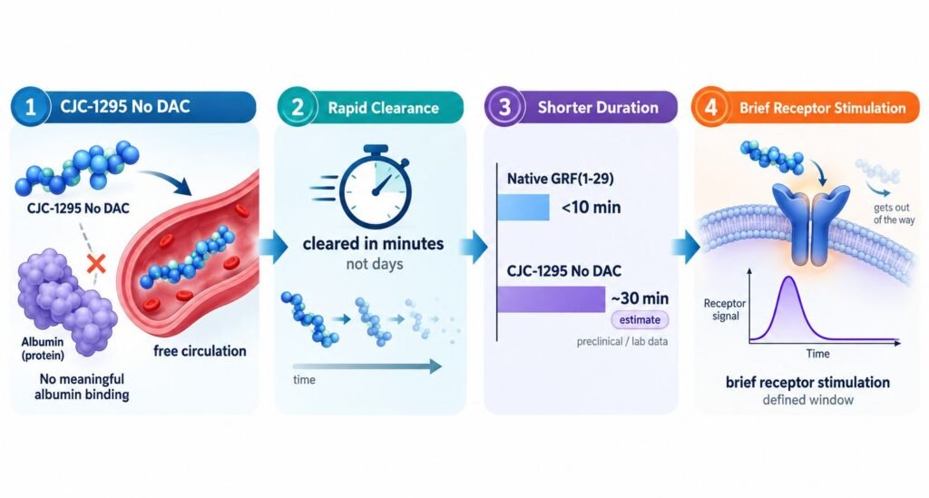 CJC-1295 No DAC: A Shorter-Duration Approach
